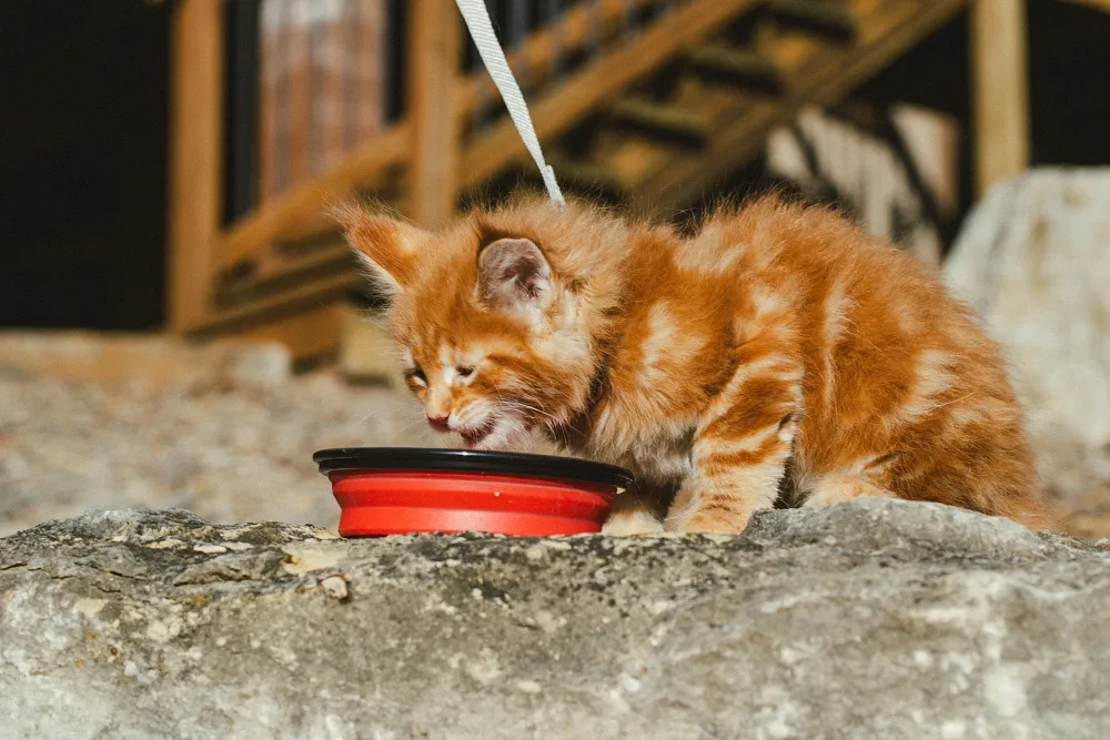 Cat Nutrition: High-Protein & Weight Loss | Orijen&trade;